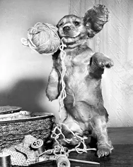 Thread: Susi - playing with ball of wool