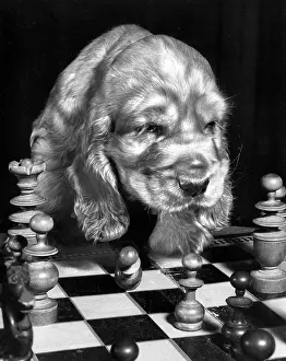 Chess: Susi - playing chess