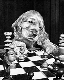 Chess: Susi - playing chess