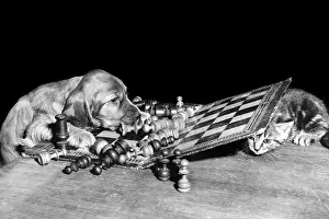 Chess: Susi - playing chess with a kitten
