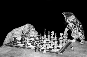 Chess: Susi - playing chess with a kitten