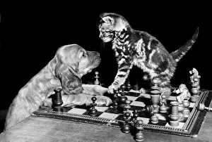 Dispute: Susi - playing chess with a kitten