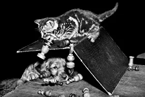 Chess: Susi - playing chess with a kitten