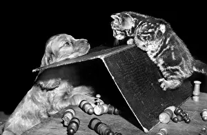 Chess: Susi - playing chess with a kitten