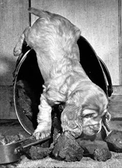 Scuttle: Susi - playing with the coal scuttle