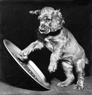 Tray: Susi - playing with a metal tray