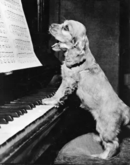Keyboard: Susi - playing the piano