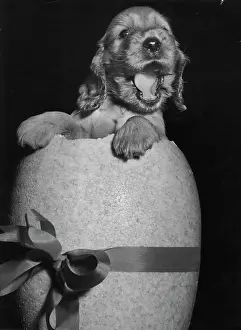 Popping: Susi - popping out of an Easter egg