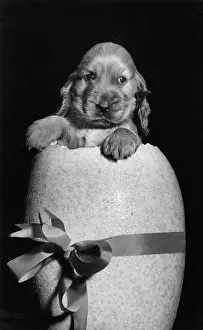 Popping: Susi - popping out of an Easter egg
