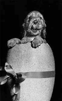 Popping: Susi - popping out of an Easter egg
