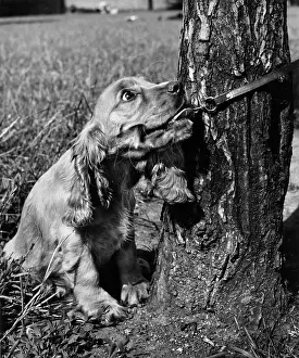 Pull: Susi - pulling on lead, by tree trunk