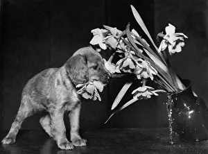 Pull: Susi - pulling over a vase of flowers