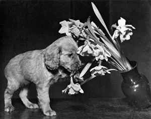 Pull: Susi - pulling over a vase of flowers