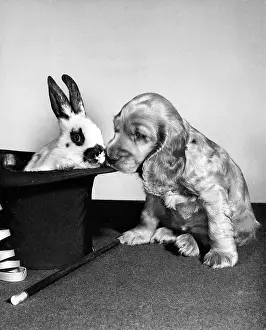Rabbits: Susi - with rabbit