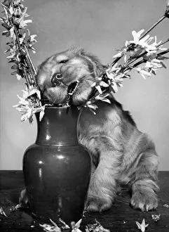 Arrangement: Susi - rearranging a vase of flowers