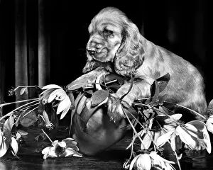Untidy: Susi - rearranging a vase of flowers
