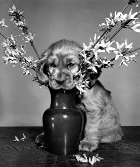 Arrangement: Susi - rearranging a vase of flowers