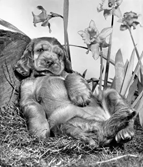 Reclining: Susi - reclining under daffodils