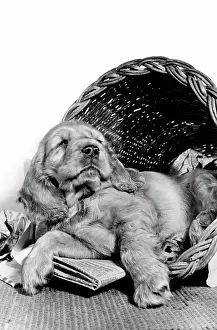 Wickerwork: Susi - relaxing in her basket