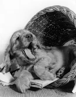 Spaniels: Susi - relaxing in her basket