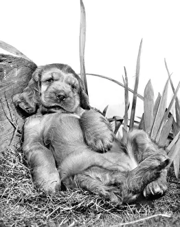 Tummy: Susi - relaxing in the garden