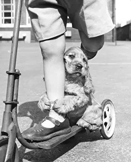 Socks: Susi - riding on a scooter