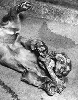 Tummy: Susi - rolling around with a large bone