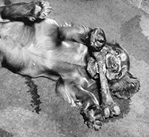 Tummy: Susi - rolling around with a large bone