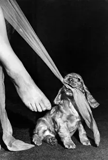 Mischief: Susi - ruining Mum's stockings