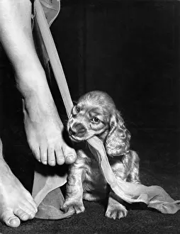 Mischief: Susi - ruining Mum's stockings