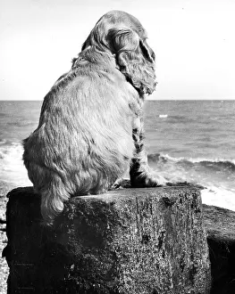 Gazing: Susi - at the seaside
