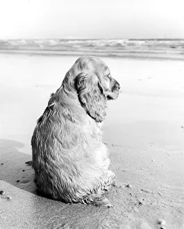 Gazing: Susi - at the seaside