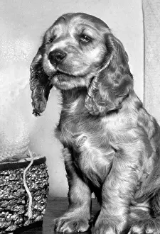 Spaniels: Susi - with sewing basket and wool