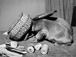 Thread: Susi - under the sewing box