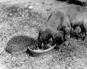 Hedgehogs: Susi - sharing bowl with hedgehog