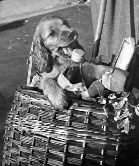 Wickerwork: Susi - in shopping basket