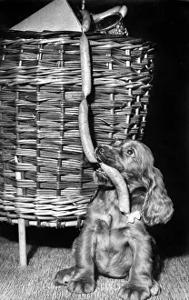 Wickerwork: Susi - with shopping basket