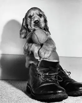 Boot: Susi - sitting in a boot