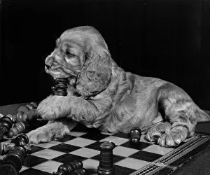 Chess: Susi - sitting on chess board