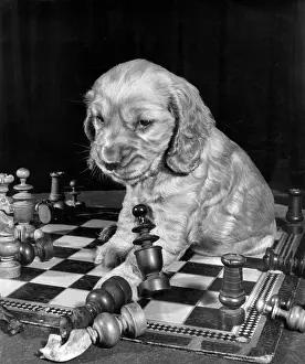 Chess: Susi - sitting on a chess board