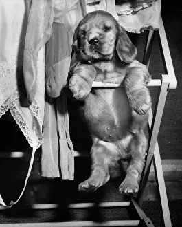Lacy: Susi - sitting on a clothes horse