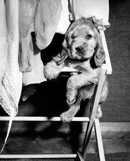 Lacy: Susi - sitting on a clothes horse