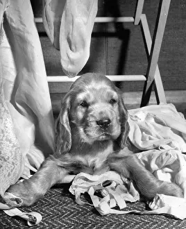 Lacy: Susi - sitting under a clothes horse