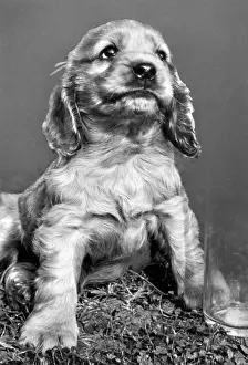 Spaniels: Susi - sitting on grass