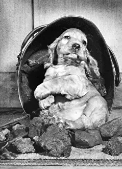 Scuttle: Susi - sitting inside the coal scuttle