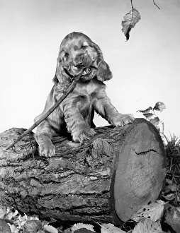 Chewing: Susi - sitting on a log