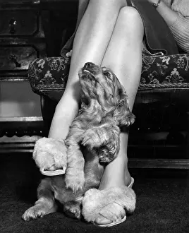 Fluffy: Susi - sitting at Mum's feet