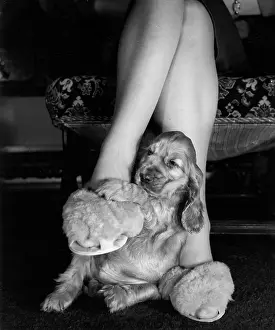 Fluffy: Susi - sitting at Mum's feet