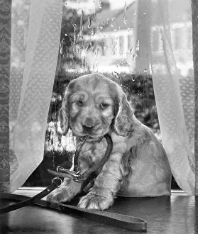 Curtains: Susi - sitting by the window