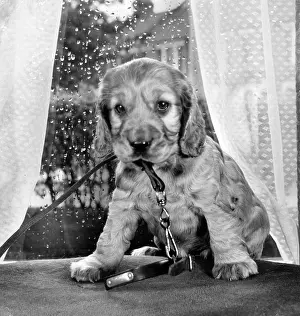 Curtains: Susi - sitting by the window